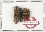 Scientific lot no. 144 Elateridae (4 pcs)