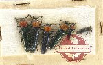 Scientific lot no. 25 Languridae (6 pcs)
