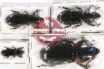 Scientific lot no. 131 Passalidae (4 pcs - 1 pc A2)