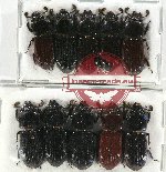 Scientific lot no. 134 Passalidae (10 pcs)