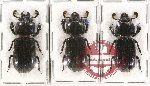 Scientific lot no. 130 Passalidae (3 pcs)