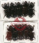 Scientific lot no. 133 Passalidae (10 pcs)