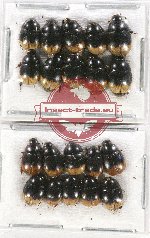 Hydrophilidae Scientific lot no. 169 (20 pcs)