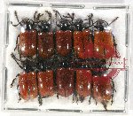 Scientific lot no. 439 Chrysomelidae (10 pcs)