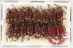 Scientific lot no. 440 Chrysomelidae (16 pcs)