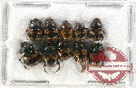 Scientific lot no. 669 Coprophaga (10 pcs)