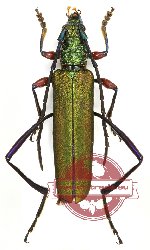 Aphrodisium rufofemoratum (A2)