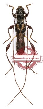 Glaphyra elliptica Holzschuh, 2008