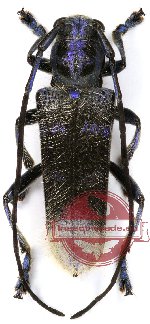 Malloderma kuegleri