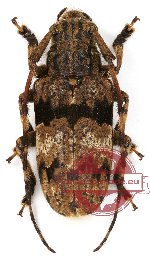 Mesosa nigrofasciaticollis