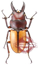 Prosopocoilus bruijni ssp. bruijni