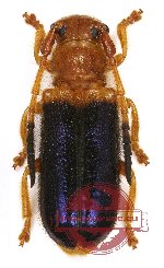 Bacchisa comata (A2)