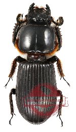 Passalidae sp. 2