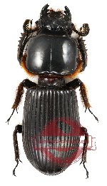 Passalidae sp. 2 (A2)