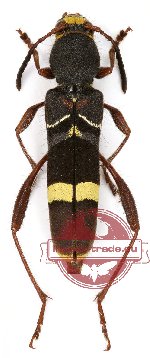 Cyrtoclytus tatsuyai (5 pcs)