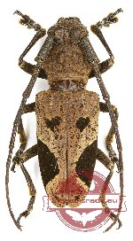 Epicedia maculatrix (A2)