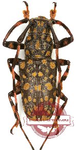 Golsinda corallina (A2)