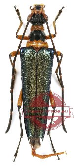 Eustrangalis masatakai