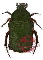 Glycyphana (Glycyphaniola) maculipennis (5 pcs)
