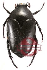 Dilochrosis parvula (black) (5 pcs)