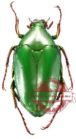 Pseudochalcothea virens