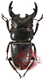 Aegus parallelus