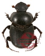 Onthophagus sp. 5 (2 pcs)