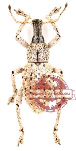 Curculionidae sp. 2 (3 pcs)