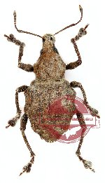 Curculionidae sp. 10