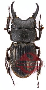 Aegus celebensis