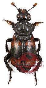 Nicrophorus (s.str.) nepalensis Hope, 1831