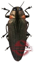 Belionota sp. 5