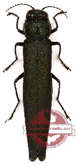 Agrilus pseudolubopetri (5 pcs)