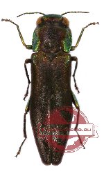 Agrilus sp. 9 (A-)