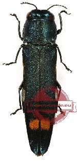 Agrilus erythrostictus Bourgoin, 1922 (3 pcs)