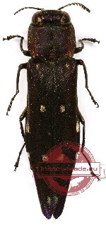 Agrilus sp. 11