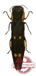 Agrilus sp. 12