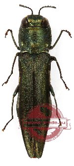 Agrilus sp. 3 (10 pcs)