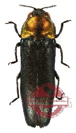 Coraebus violaceipennis