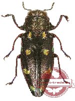 Chrysobothris (s.str.) violacea Kerremans, 1892