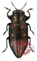 Chrysobothris sp. 5