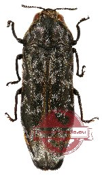 Coraebus sidae ssp. lucens Obenberger, 1958 (10 pcs)