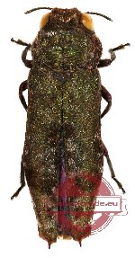 Amorphosoma spinipennis (10 pcs)