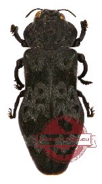 Toxoscelus sp. 1 A/A-