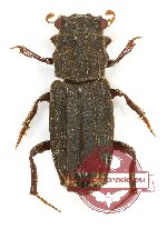 Rhyparus sp. 2