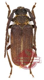 Sarmydus antennatus