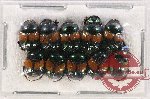 Scientific lot no. 636 Coprophaga (10 pcs)