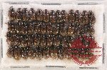 Scientific lot no. 671A Coprophaga (50 pcs)