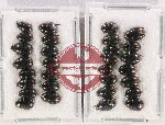 Hydrophilidae Scientific lot no. 177 (30 pcs)