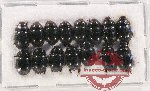 Hydrophilidae Scientific lot no. 178 (15 pcs)